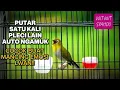 Lagu PLECI GACOR BIKIN  PLECI LAIN IKUT GACOR NGALAS \u0026 BUKPAR🔥PANCINGAN PLECI BAHAN PLECI MALAS BUNYI