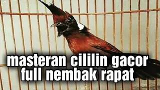 masteran kasar cililin gacor full tembakan masteran paling disukai juri