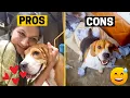 Beagle Pros And Cons You Must Know Before Getting One