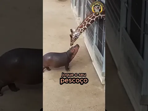 Animais Engraçados | Animais Dublados - Parte 5🎙️🐾