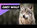 Lagu Grijze Wolf 🐺 Het meest verkeerd begrepen wezen in het wild!