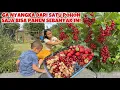 Download Lagu PANEN BUAH RED \u0026 WHITE CURRANT UNTUK BIKIN KUE