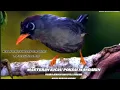 Download Lagu Poksay Mandarin Gacor Mantap! MERDU dan Wenak Didengar pancingan AMPUH, (Kicau Burung Merdu)