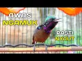 Download Lagu HITUNGAN DETIK Konin ANDA langsung GACOR \u0026 TARUNG dengan pancingan kolibri ninja ini