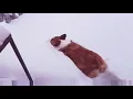 I m a banana Gif