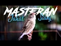 Download Lagu MASTERAN KENARI PAUD CENGKOK MEWAH SIANG HARI - SUARA SANGER LAGU LELAH