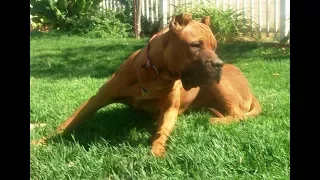 American Pit Bull and the Neapolitan Mastiff Mix - American Bandogge Mastiff