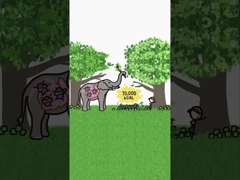 Why are the biggest animals herbivores?