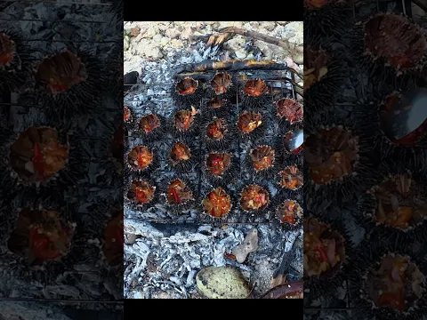 Landak laut bakar enak banget #KOOKIKO
