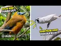 Download Lagu 99% Orang Belum pernah dengar! Inilah Suara Burung paling aneh Mulai Mirip Tokek Sampai Mirip Sapi