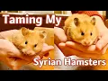 Taming My Syrian Hamsters in 7 Days