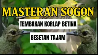 masteran sogon tembakan korlap kolibri betina beset super tajam 