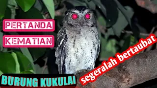 Download suara burung kukulai / burung hantu, OWL MP3