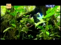 Download Lagu Jejak Jejak Misterius Trans 7  3 Agustus 2015 - Kemangmang Hantu Penyerang Berwujud Bola Api