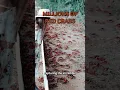 Download Lagu Millions Of Red Crab Migrate To The Ocean 🦀