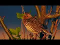 Download Lagu Red-throated pipit,Lappiplerke,Краснозобый конёк,Pipit à gorge rousse,Roodkeelpieper,Singing bird