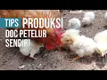 Lagu Tips Produksi Mencetak DOC Anak Ayam Petelur Sendiri # intermezzo