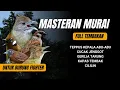 Lagu Masteran Full Tembakan Untuk Burung Fighter Mudah Ditiru