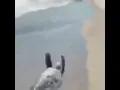 flying sea turtle meme