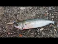 Download Lagu Ultralight fishing with Maryuku Power Isome worms Adriatic Sea(Selce)