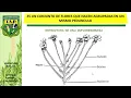 INFLORESCENCE MORPHOLOGY