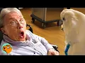 Cockatoo Thinks Grandma Is His GF And Puts On A Show Cuddle Buddies