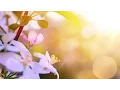 Download Lagu Morning Relaxing Music - Wake up with Positive Feelings (Marilyn)