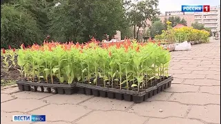«Вести Омск», утренний эфир от 17 июля 2021 года