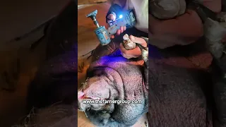 Pig hoof trimming www thefarriergroup com