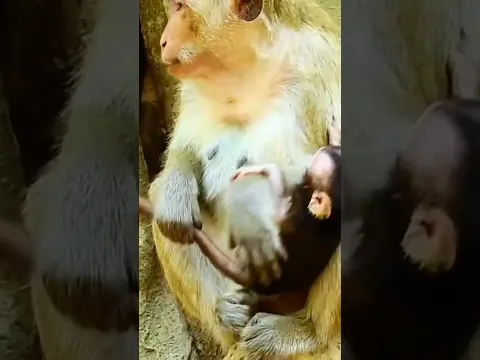 #monkey #animals #babymonkey #cute #elephant #funny #monkeybusiness #love #monkeylove #zoo