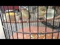 Download Lagu anakan burung prenjak kepala merah jantan dan betina