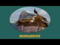 Download Lagu ECOGRAPHY KH Jan 27 vid2