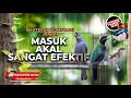 Download Lagu Masuk Akal Masteran Ini Sangat Efektif Kompilasi Masteran Burung Juara Cucak Cungkok Gacor