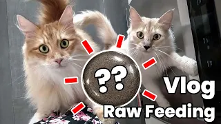 What my cats eat in a day! Raw Feeding