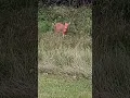 Download Lagu beautiful deer in grass wow! like share 😍 #beautiful   #cutedeer #lolclips #80smusic #bella
