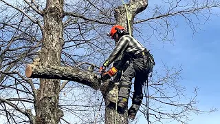 Climbing with the Husqvarna T540i XP - featuring Tree M D