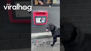 Dog Places an Order at the McDonald’s Drive-Thru || ViralHog