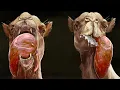 Camels The Animal That Just Doesn t Make Sense