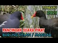 Download Lagu Pancingan Suara Pikat Burung Pelan/Mandar || Terbaru 2021