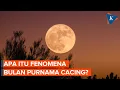Download Lagu Bersiap, Bulan Purnama Cacing Akan Hiasi Langit Malam Ini