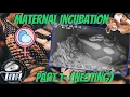 Ball Python Maternal Incubation - part 1 Nesting