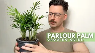 parlour palm care guide with tips and tricks