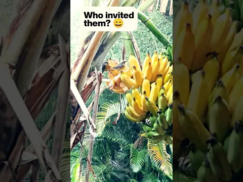Apparently, ripe bananas are for sharing. 🍌🐦