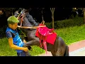 Download Lagu The 110cm tall two-year-old black stallion trained by horse!