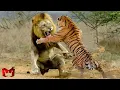 Download Lagu Singa Melawan Harimau Di Alam Liar, Siapa Yang Menang ? Hewan-Hewan Yang Bisa Mengalahkan Singa