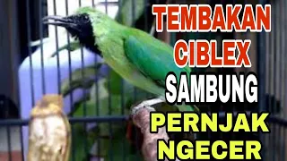 Download CUCAK IJO GACOR |ISIAN TEMBAKANCIBLEK SAMBUNG PRENJAK NGECERR MP3