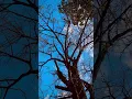 Download Lagu Nature Cinematic Vibes 🌿 | Travel \u0026 Peaceful Visuals #shorts
