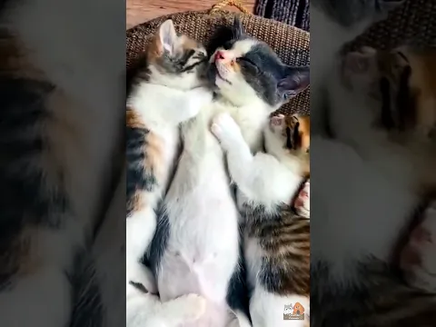 Cute Cat Moments That Will Melt Your Heart! π»πΎ #shorts