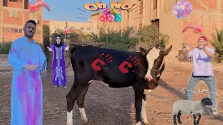 لما ابوك يجيب عجل العيد ويقرر ان هو اللي يدبحو    عمر نصر دندنها