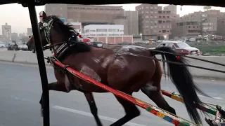 الحصان الاحمر معلم ناصر عطاا  خيل بهتيم     قناه الحصان المجري   دندنها